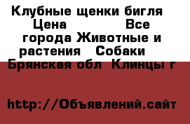 Клубные щенки бигля › Цена ­ 30 000 - Все города Животные и растения » Собаки   . Брянская обл.,Клинцы г.